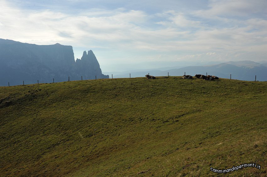 166 Pascoli alpini.JPG